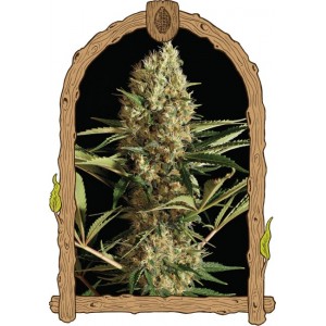Strawberry Cube Auto Feminised Seeds