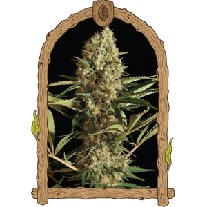 Strawberry Cube Auto Feminised Seeds Strawberry Cube Auto Feminised Seeds