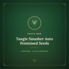 Tangie Smasher Auto Feminised Seeds