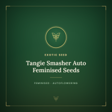 Tangie Smasher Auto Feminised Seeds Tangie Smasher Auto Feminised Seeds
