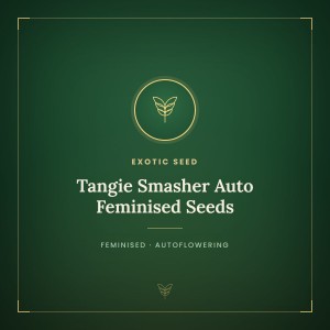 Tangie Smasher Auto Feminised Seeds Tangie Smasher Auto Feminised Seeds