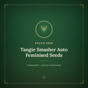Tangie Smasher Auto Feminised Seeds Tangie Smasher Auto Feminised Seeds