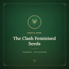 The Clash Feminised Seeds