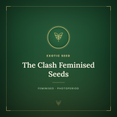 The Clash Feminised Seeds The Clash Feminised Seeds