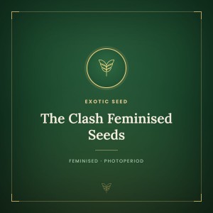 The Clash Feminised Seeds The Clash Feminised Seeds