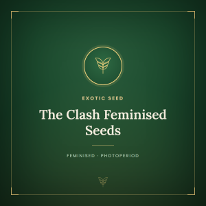 The Clash Feminised Seeds The Clash Feminised Seeds