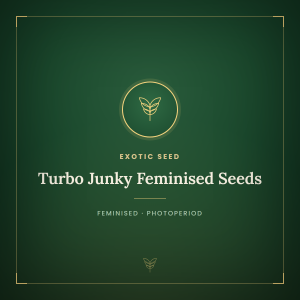 Turbo Junky Feminised Seeds Turbo Junky Feminised Seeds