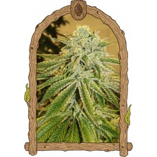 White Banana Auto Feminised Seeds White Banana Auto Feminised Seeds
