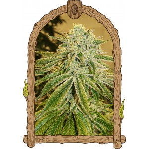 White Banana Auto Feminised Seeds White Banana Auto Feminised Seeds