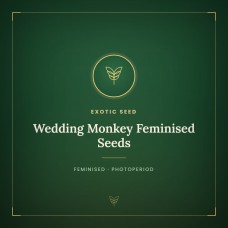 Wedding Monkey Feminised Seeds