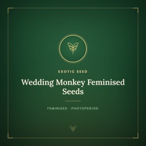 Wedding Monkey Feminised Seeds