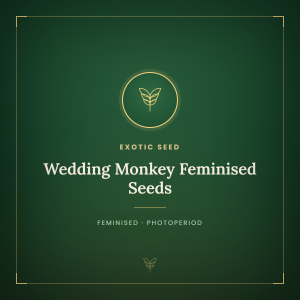 Wedding Monkey Feminised Seeds Wedding Monkey Feminised Seeds