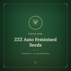 ZZZ Auto Feminised Seeds ZZZ Auto Feminised Seeds