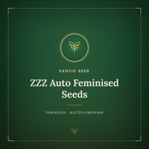 ZZZ Auto Feminised Seeds ZZZ Auto Feminised Seeds