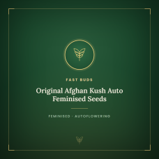Original Afghan Kush Auto Feminised Seeds Original Afghan Kush Auto Feminised Seeds