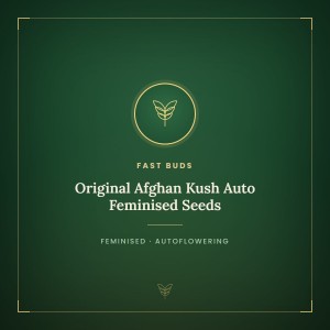 Original Afghan Kush Auto Feminised Seeds Original Afghan Kush Auto Feminised Seeds