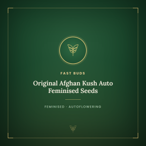 Original Afghan Kush Auto Feminised Seeds Original Afghan Kush Auto Feminised Seeds