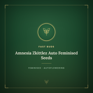 Amnesia Zkittlez Auto Feminised Seeds Amnesia Zkittlez Auto Feminised Seeds