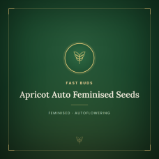 Apricot Auto Feminised Seeds Apricot Auto Feminised Seeds
