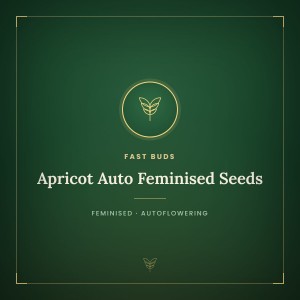 Apricot Auto Feminised Seeds Apricot Auto Feminised Seeds