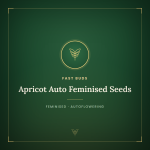 Apricot Auto Feminised Seeds Apricot Auto Feminised Seeds