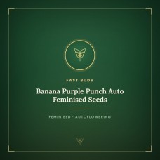 Banana Purple Punch Auto Feminised Seeds Banana Purple Punch Auto Feminised Seeds