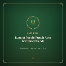 Banana Purple Punch Auto Feminised Seeds Banana Purple Punch Auto Feminised Seeds