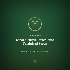 Banana Purple Punch Auto Feminised Seeds Banana Purple Punch Auto Feminised Seeds