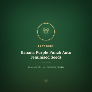 Banana Purple Punch Auto Feminised Seeds Banana Purple Punch Auto Feminised Seeds