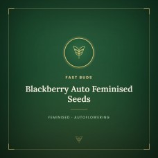 Blackberry Auto Feminised Seeds Blackberry Auto Feminised Seeds