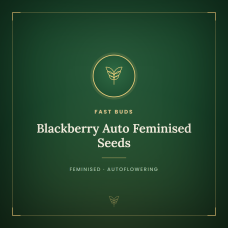 Blackberry Auto Feminised Seeds Blackberry Auto Feminised Seeds