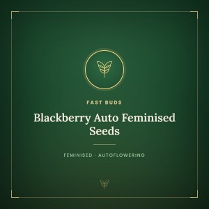 Blackberry Auto Feminised Seeds
