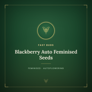 Blackberry Auto Feminised Seeds Blackberry Auto Feminised Seeds