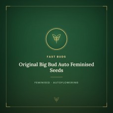Original Big Bud Auto Feminised Seeds Original Big Bud Auto Feminised Seeds