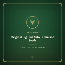 Original Big Bud Auto Feminised Seeds Original Big Bud Auto Feminised Seeds