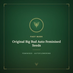 Original Big Bud Auto Feminised Seeds