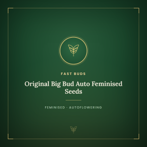 Original Big Bud Auto Feminised Seeds Original Big Bud Auto Feminised Seeds