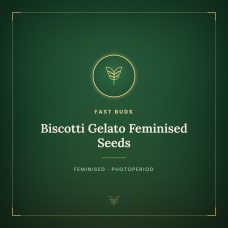 Biscotti Gelato Feminised Seeds Biscotti Gelato Feminised Seeds