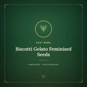 Biscotti Gelato Feminised Seeds Biscotti Gelato Feminised Seeds