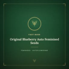 Original Blueberry Auto Feminised Seeds Original Blueberry Auto Feminised Seeds