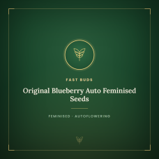 Original Blueberry Auto Feminised Seeds Original Blueberry Auto Feminised Seeds