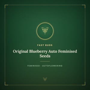 Original Blueberry Auto Feminised Seeds Original Blueberry Auto Feminised Seeds