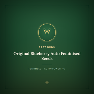 Original Blueberry Auto Feminised Seeds Original Blueberry Auto Feminised Seeds