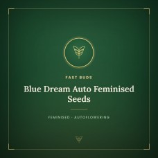 Blue Dream Auto Feminised Seeds