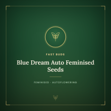 Blue Dream Auto Feminised Seeds Blue Dream Auto Feminised Seeds