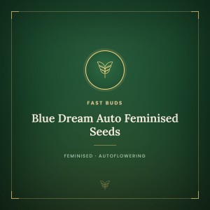 Blue Dream Auto Feminised Seeds Blue Dream Auto Feminised Seeds