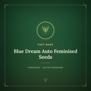 Blue Dream Auto Feminised Seeds Blue Dream Auto Feminised Seeds