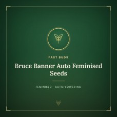 Bruce Banner Auto Feminised Seeds Bruce Banner Auto Feminised Seeds