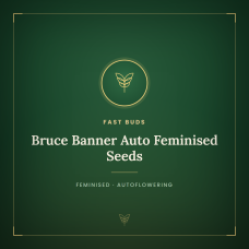 Bruce Banner Auto Feminised Seeds Bruce Banner Auto Feminised Seeds