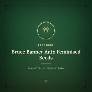 Bruce Banner Auto Feminised Seeds Bruce Banner Auto Feminised Seeds